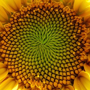 sunflowernicer