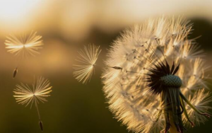 ADHD dandelion photo